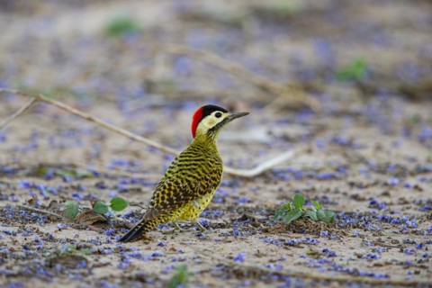 Green-banded Woodpecker (Colaptes melanochlorus) Pantanal Brazil