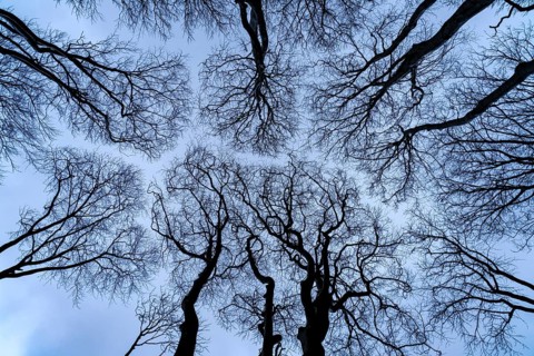 Ghost forest View into the sky, Baltic resort Nienhagen, Mecklenburg-Vorpommern, Germany, Europe