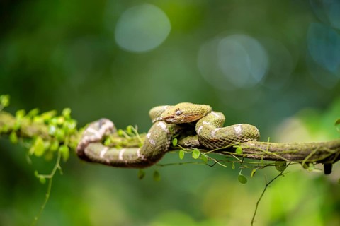 Griffin-tailed lance adder (Bothriechis schlegelii), green variety, sitting on a branch, Heredia