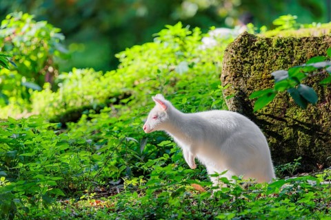 An albino red-necked wallaby or Bennett's wallaby (Macropus rufogriseus) sits in the green thicket