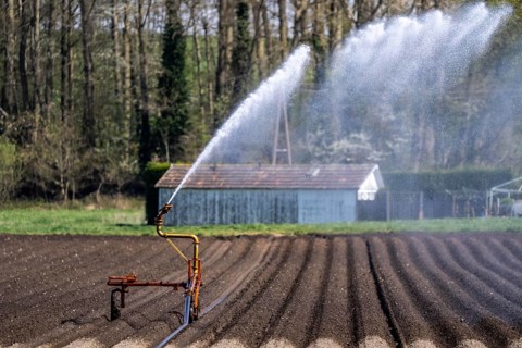 Artificial irrigation of a potato field in April, with a sprinkler system, long drought in spring