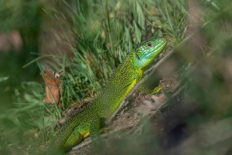 Green lizard (Lacerta bilineata) warming itself in the sun in spring. Bas Rhin, Alsace, France,