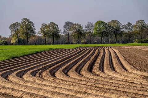 Spring, potato field, freshly grown potato ridges, near Kerken, Lower Rhine, North