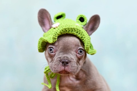 Funny young French Bulldog dog puppy with knitted frog hat on light blue studio background