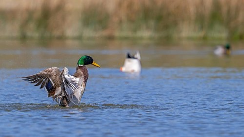 Mallard, wild duck (Anas platyrhynchos) male, drake splashing water while flapping wings in pond in
