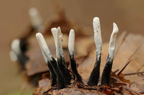 Candlestick fungus (Xylaria hypoxylon), North Rhine-Westphalia, Germany, Europe
