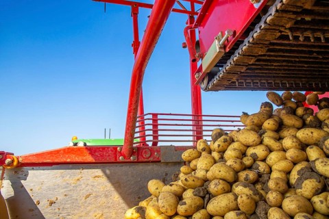 Farmer Hartmut Magin from Mutterstadt harvesting early potatoes in the Palatinate (Mutterstadt,