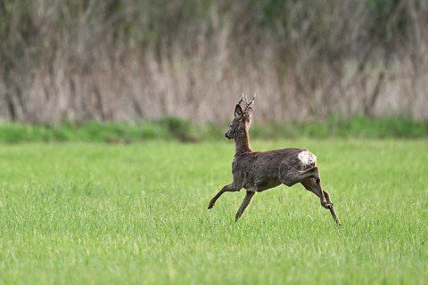 Roebuck (Capreolus capreolus), jumping, on the run, Lake Neusiedl National Park, Seewinkel,