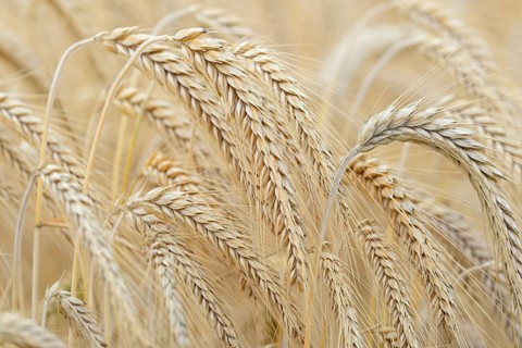 Barleys (Hordeum vulgare), barley field, grain ready for harvest, close-up, North Rhine-Westphalia,