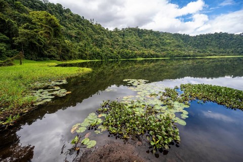 Reflection, water lilies and floating plants in the volcanic crater lake Laguna de Hule with
