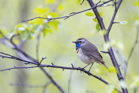 Red-throated Bluethroat or Tundra Bluethroat (Luscinia svecica), adult male sitting on a branch,