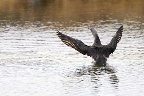 Red-throated diver (Gavia stellata), adult bird with outstretched wings rising from the water,