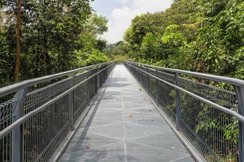 Modern metal bridge over the jungle park. singapore