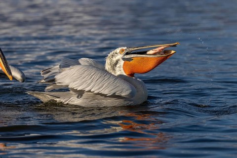 Dalmatian pelican (Pelecanus crispus), eating a fish, magnificent plumage, Lake Kerkini, Greece,