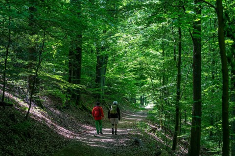 Hiking on the Bergischer Weg, a hiking trail, here in Essen, North Rhine-Westphalia, Germany,