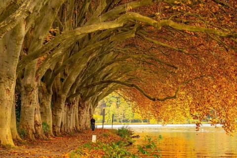 Platanen Allee, lakeside path on Lake Baldeney, near Haus Scheppen, in Essen, autumn, North