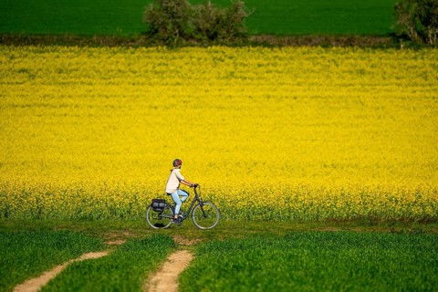 Country road at a blooming rape field, cyclist, landscape near Mülheim an der Ruhr, Germany, Europe