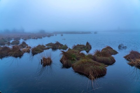 The High Fens nature park Park, in the German-Belgian border region near Eupen, winter, fog, wooden