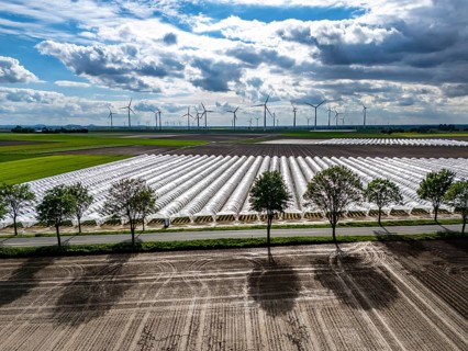 Agriculture, large areas with foil tunnel, for the cultivation of strawberries, freshly cultivated