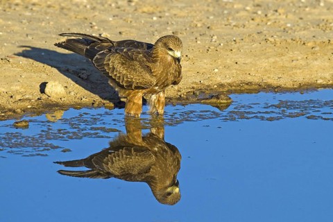 Shag Kite (Elanus caerulescens) at a waterhole, Kalahari, South Africa, Africa