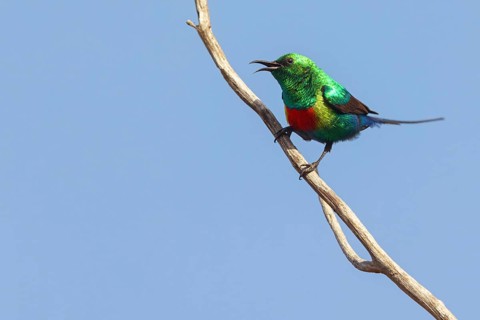 Fairy Sunbird, (Cinnyris pulchellus), family of sunbirds, Farasutu area, Farasutu, South Bank,