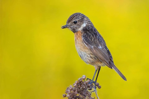 Stonechat, (Saxicola torquata), foraging, female, Wachenheim, Eich, Rhineland-Palatinate, Germany,