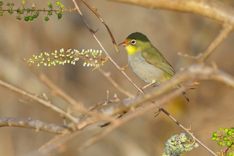 Somali White-eye, (Zosterops abyssinica), (Zosterops abyssinicus), Tawi Atayr, Salalah, Dhofar,