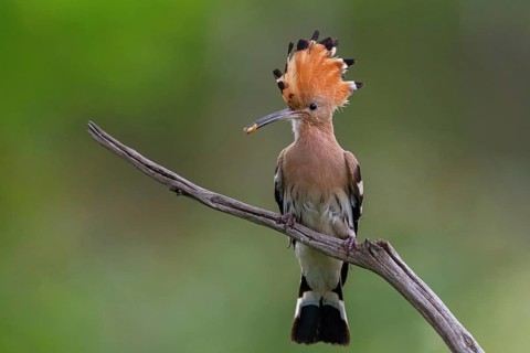 Hoopoe with prey, (Upupa epops), on perch, hoopoe family, formerly raptors, Hides de El Taray /