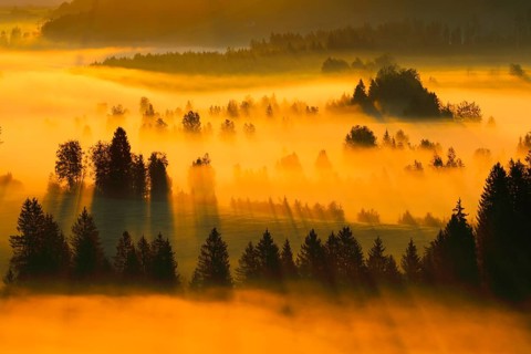 Fog and forest at the Rothenthurm high moor, Canton Schwyz, Switzerland, Europe