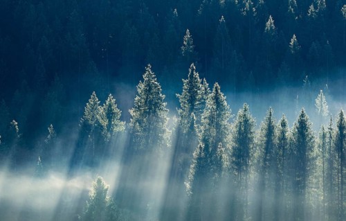 Fog and forest in Oberägeri in the canton of Zug, Switzerland, Europe