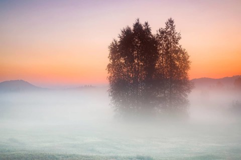 Birch trees in the Rothenthurm upland moor at sunrise in autumn, Canton Schwyz, Switzerland, Europe