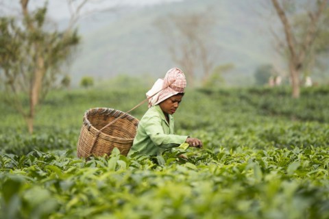 Bokakhat, India. 20 April 2024. Women tea plucker plucking tea leaves at a tea estate, in Bokakhat,