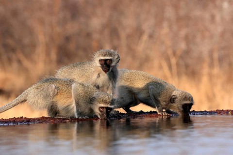 Vervet Monkey (Chlorocebus pygerythrus), adult, three animals, group, drinking, at the water,