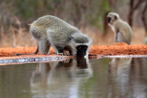 Vervet Monkey (Chlorocebus pygerythrus), adult, drinking, at the water, Kruger National Park,