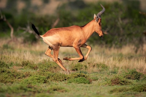 Red hartebeest (Alcelaphus buselaphus caama), Kaama, adult, running, jumping, Mountain Zebra
