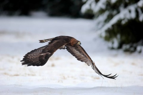 Golden eagle (Aquila chrysaetos), adult flying, in the snow, in winter, Zdarske Vrchy,