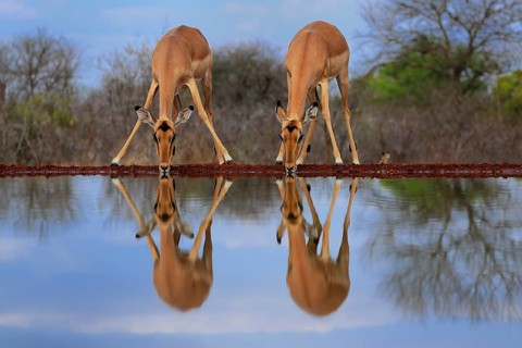 Black Heeler Antelope (Aepyceros melampus), adult, female, two, at the water, drinking, Kruger