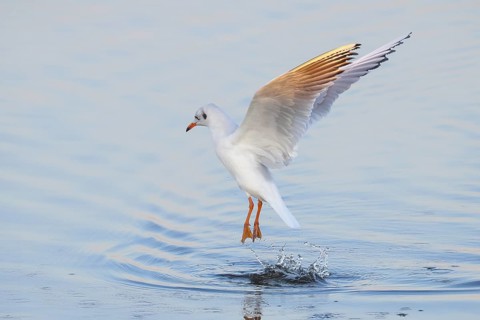 Black-headed Black-headed Gull (Larus ridibundus) in winter plumage, taking off over water, morning