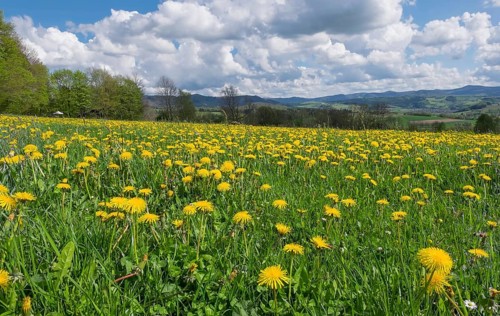 View from the Maulkuppe, mountain in the Hessian Rhön nature park Park, Hesse, Germany, Europe