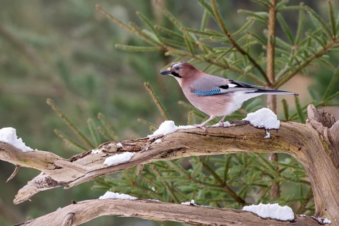 Eurasian jay (Garrulus glandarius), sitting on a branch, Terfens, Tyrol, Austria, Europe