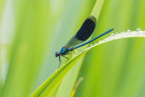 A Banded demoiselle (Calopteryx splendens), male, sitting on a reed leaf with water droplets,