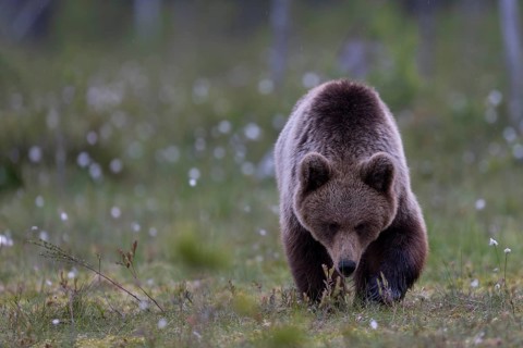 European brown bear, Karelia, Finland, Europe