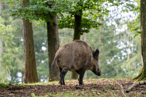 Wild boar (Sus scrofa), boar, Vulkaneifel, Rhineland-Palatinate, Germany, Europe