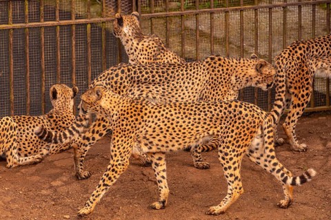 A group of cheetahs are walking in a zoo enclosure. The cheetahs are all different sizes and are