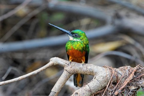 Rufous-tailed jacamar (Galbula ruficauda) Pantanal Brazil
