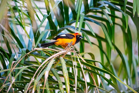 Orangetroupial (Icterus icterus) Pantanal Brazil