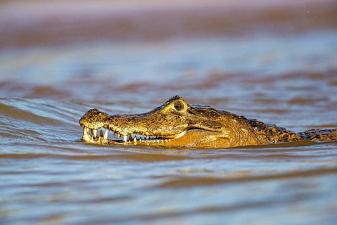 Spectacled caiman (Caiman crocodilius) Panatanal Brazil