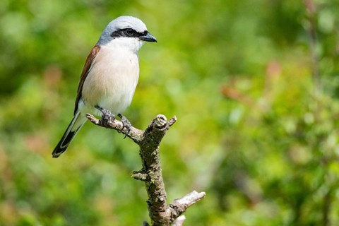 Red-backed shrike (Lanius collurio) ml Germany