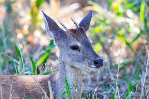 Grossmazama (Mazama americana) Pantanal Brazil