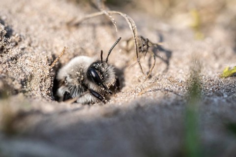 Ashy Mining Bee (Andrena cineraria), Emsland, Lower Saxony, Germany, Europe